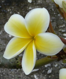 fleur du frangipanier