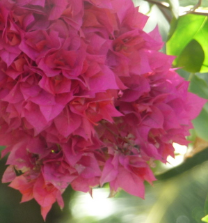 bougainville