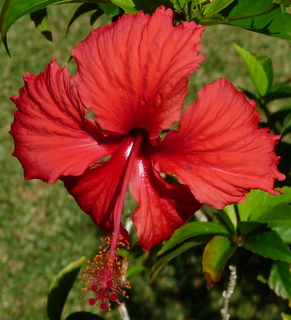 hibiscus